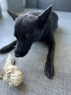 Lamb Ears (Furry & Non Fur)