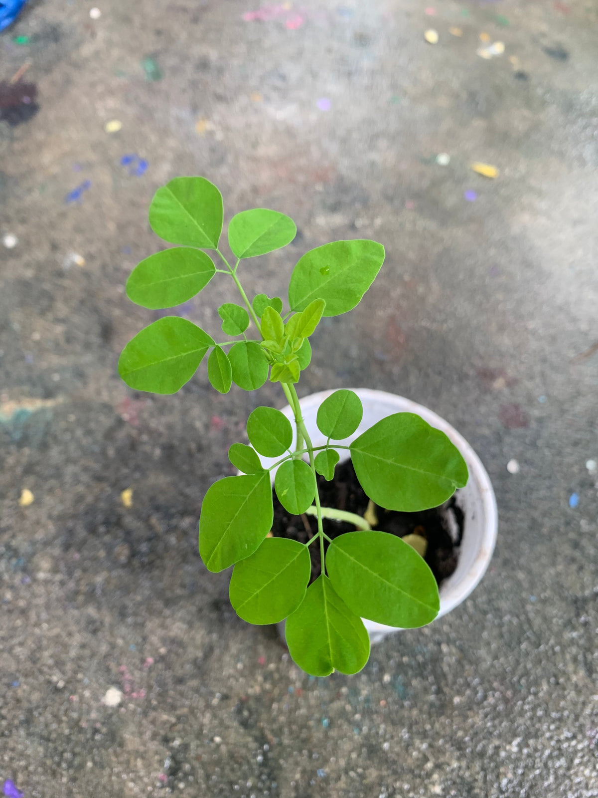 Ripkitty Premium Moringa Oleifera Seeds - The Miracle Tree (Drumstick)