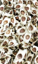 Ripkitty Premium Moringa Oleifera Seeds - The Miracle Tree (Drumstick)