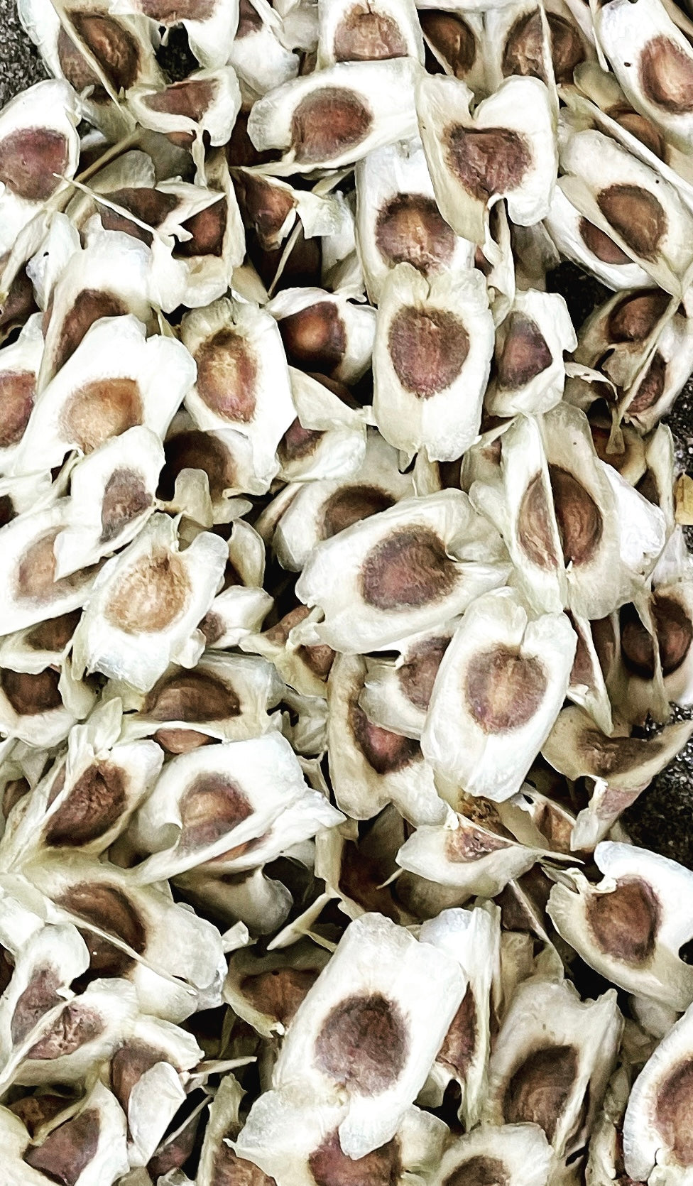 Ripkitty Premium Moringa Oleifera Seeds - The Miracle Tree (Drumstick)