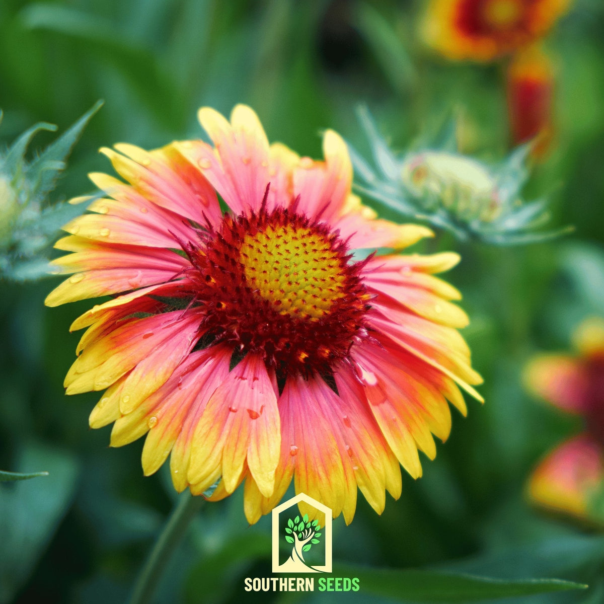 Indian Blanket – Firewheel – 200 Seeds