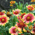 Indian Blanket – Firewheel – 200 Seeds