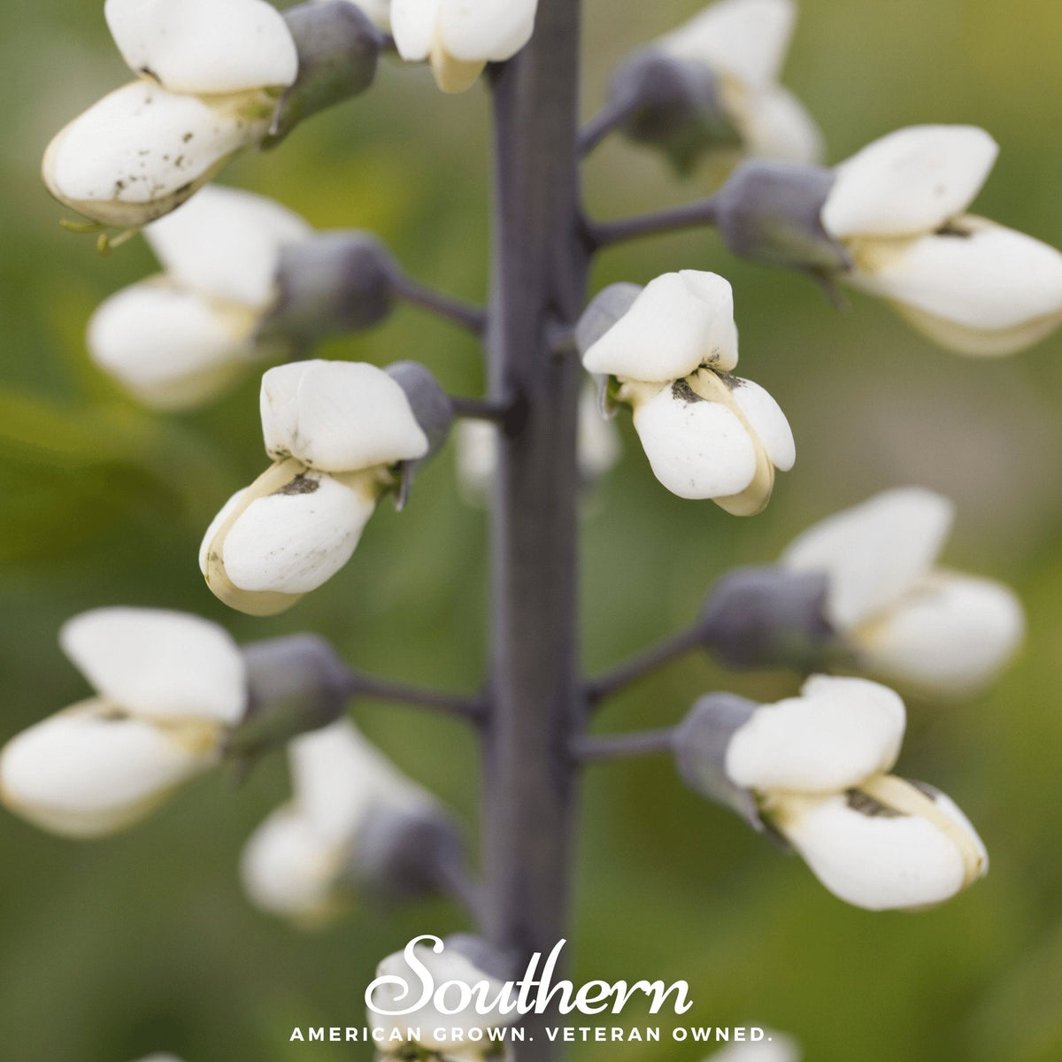 Wild White Indigo – 35 Seeds