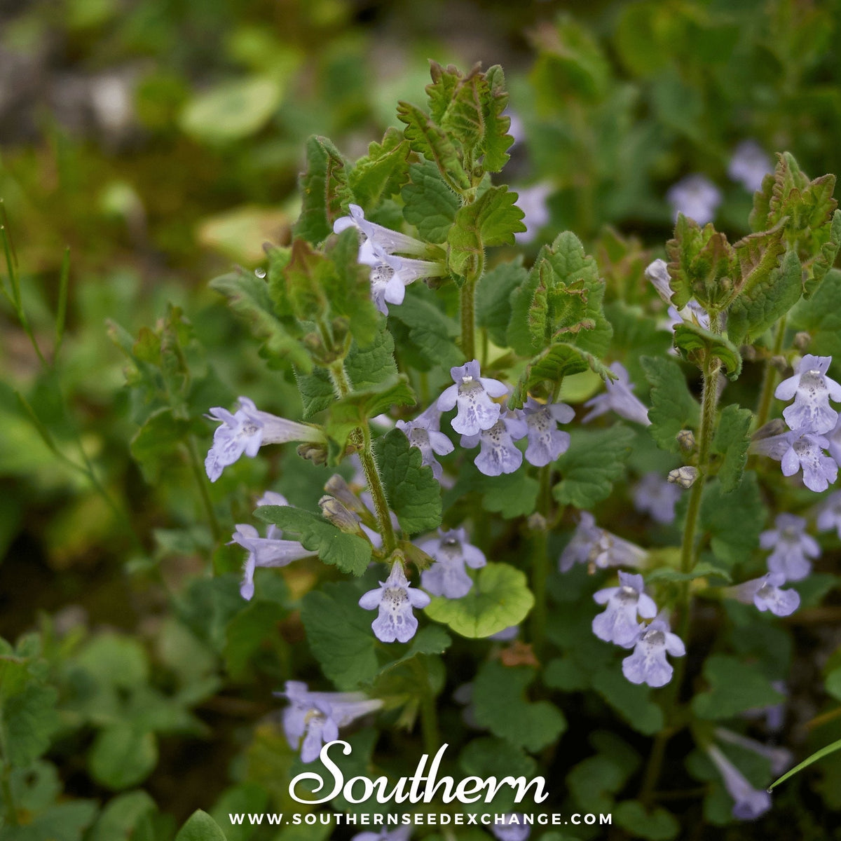 Ground Ivy – 25 Seeds
