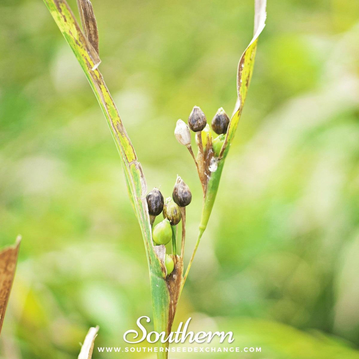Job’s Tears – 10 Seeds