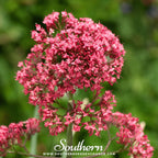 Jupiter’s Beard (Red Valerian) – 50 Seeds