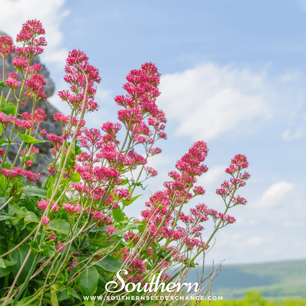 Jupiter’s Beard (Red Valerian) – 50 Seeds