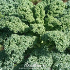 Dwarf Blue Curled Scotch Kale – 250 Seeds