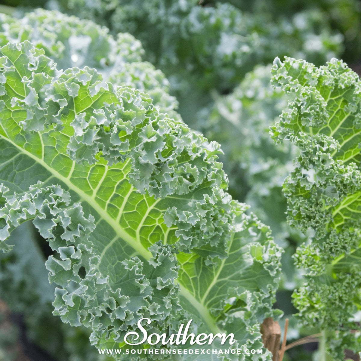 Vates Blue Scotch Curled Kale – 250 Seeds