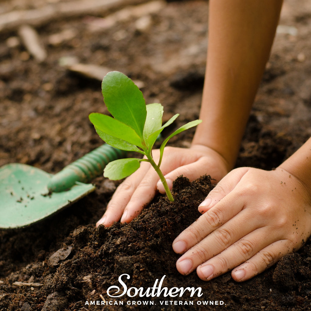 Kids Garden Seed Collection – 10 Varieties