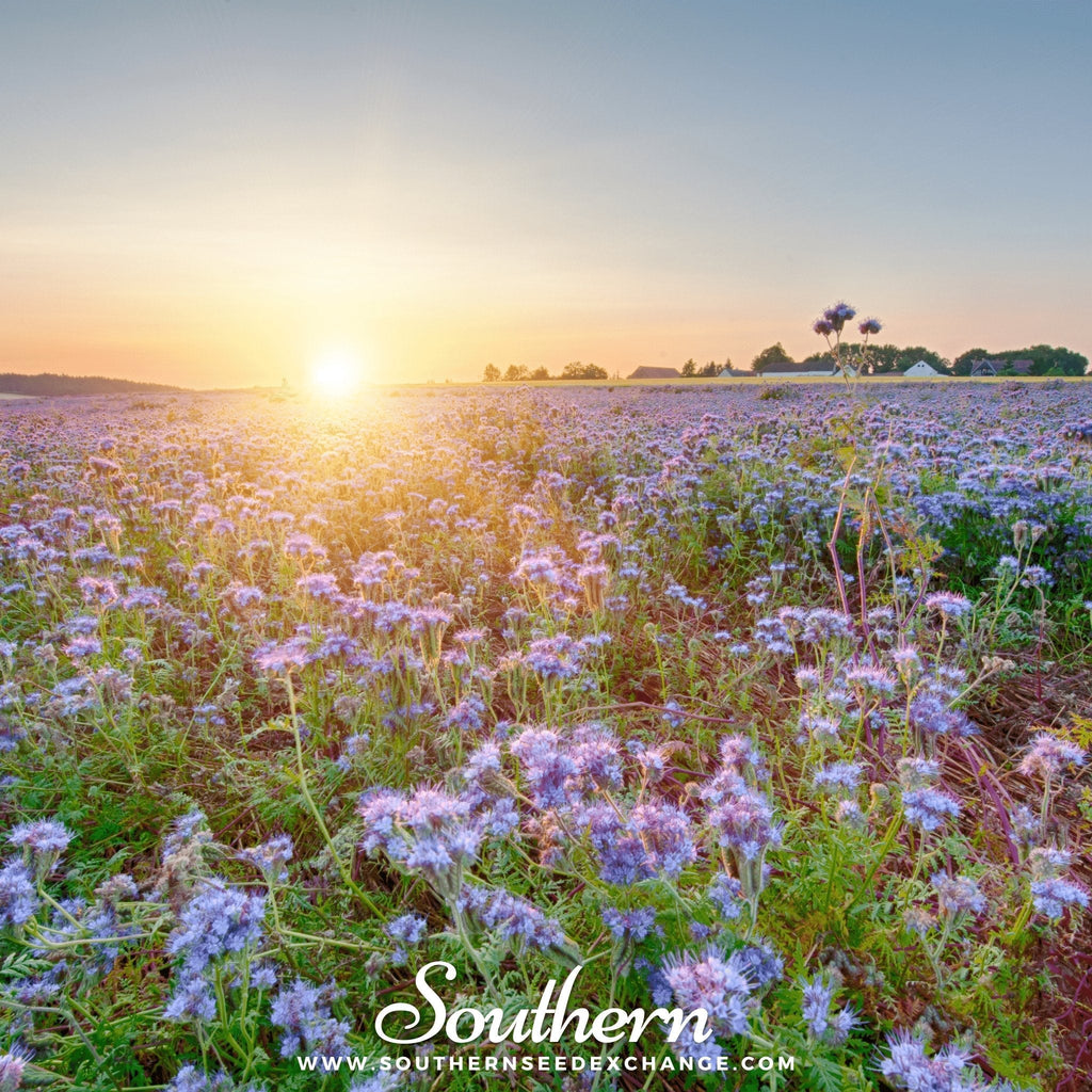 Lacy Phacelia – 200 Seeds