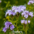 Lacy Phacelia – 200 Seeds