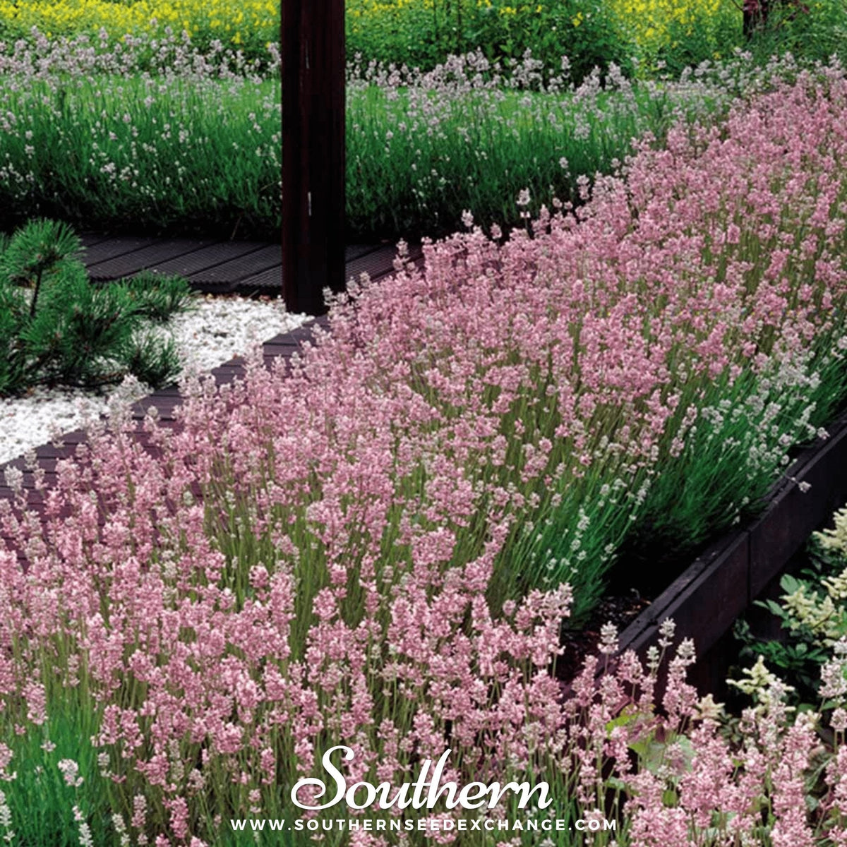 Pink Lavender – 20 Seeds