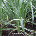 Giant Musselburgh Leek – 200 Seeds