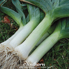 Giant Musselburgh Leek – 200 Seeds