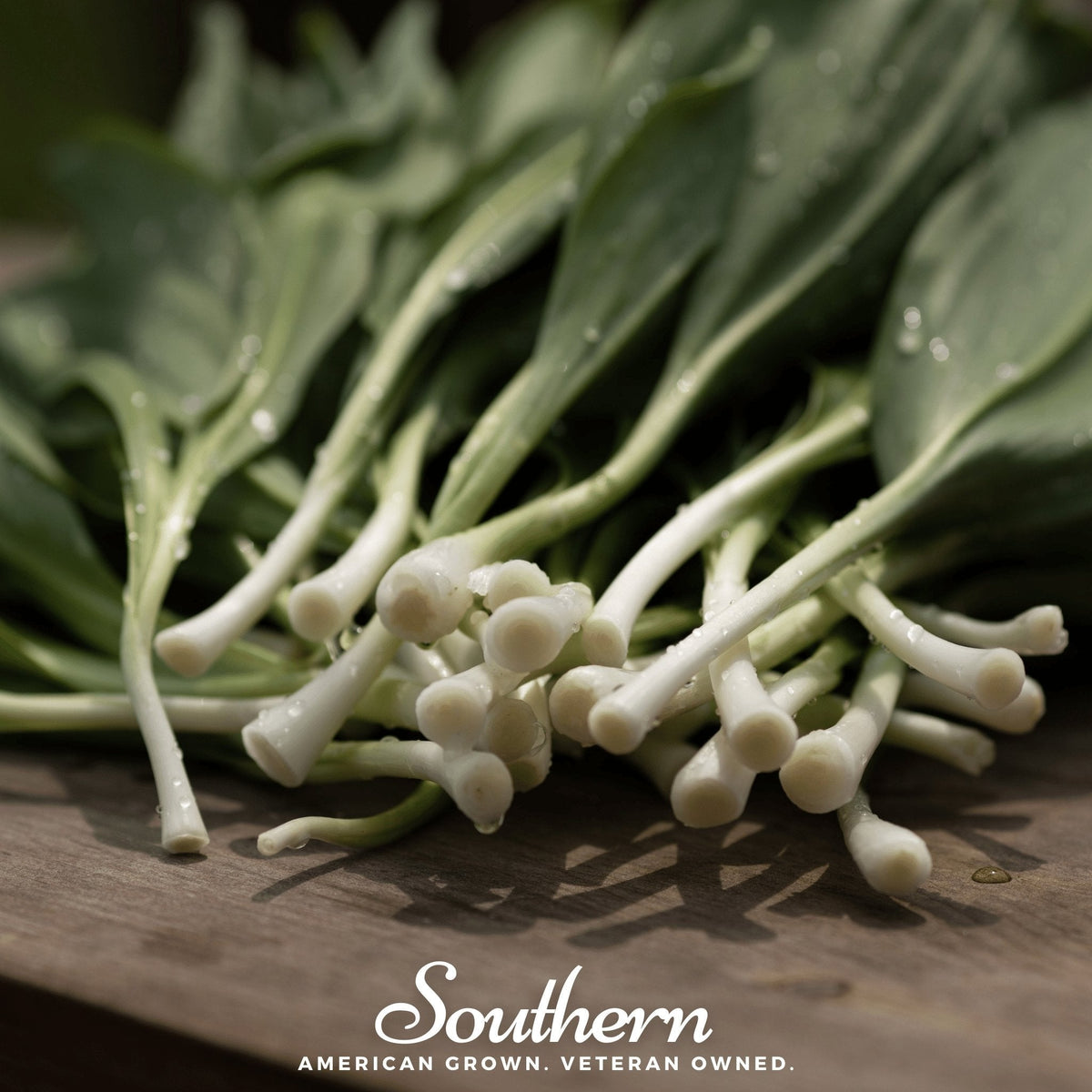 Wild Leek (Ramps) – 10 Seeds