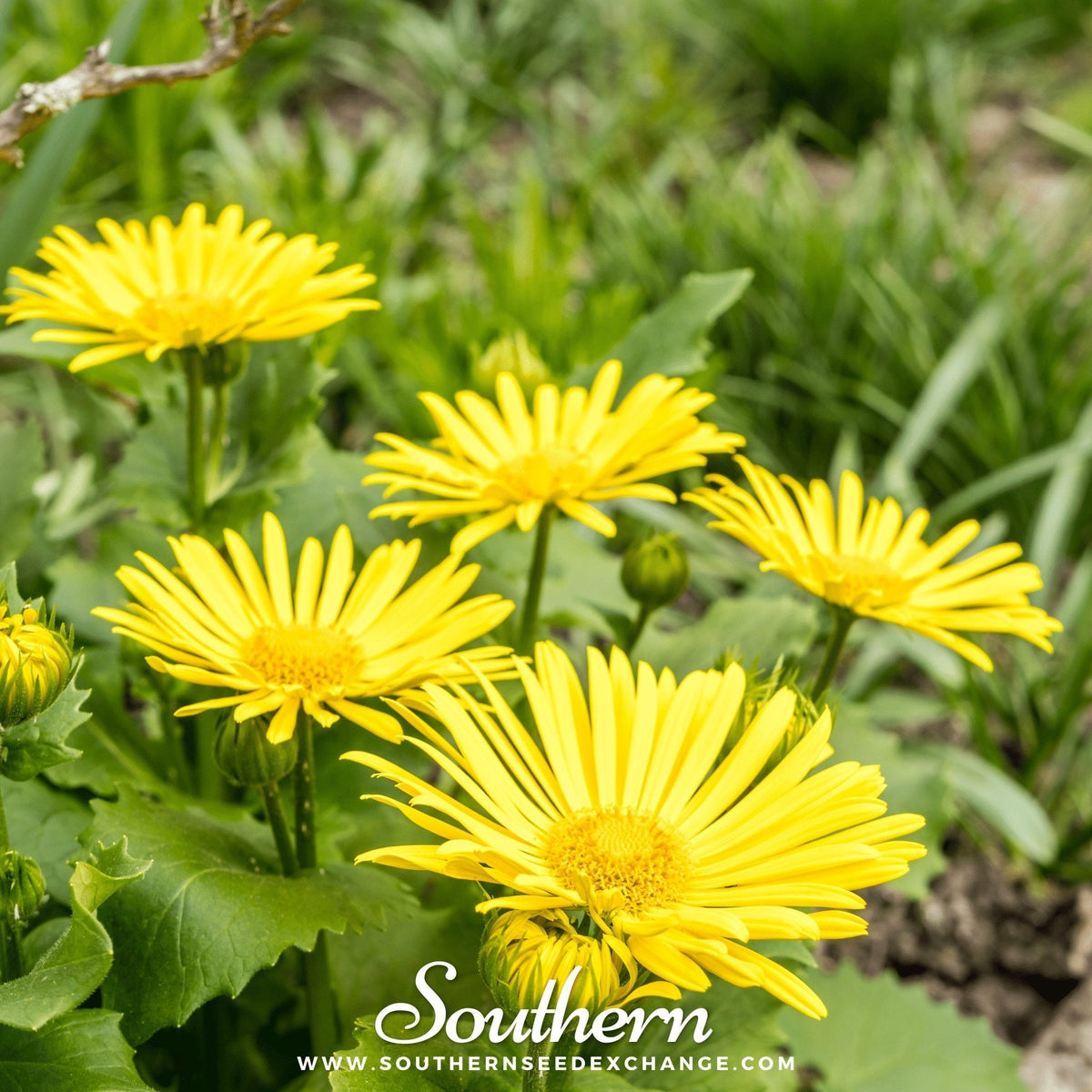Leopard’s Bane – 50 Seeds