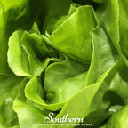 Bibb Summer Lettuce – 500 Seeds