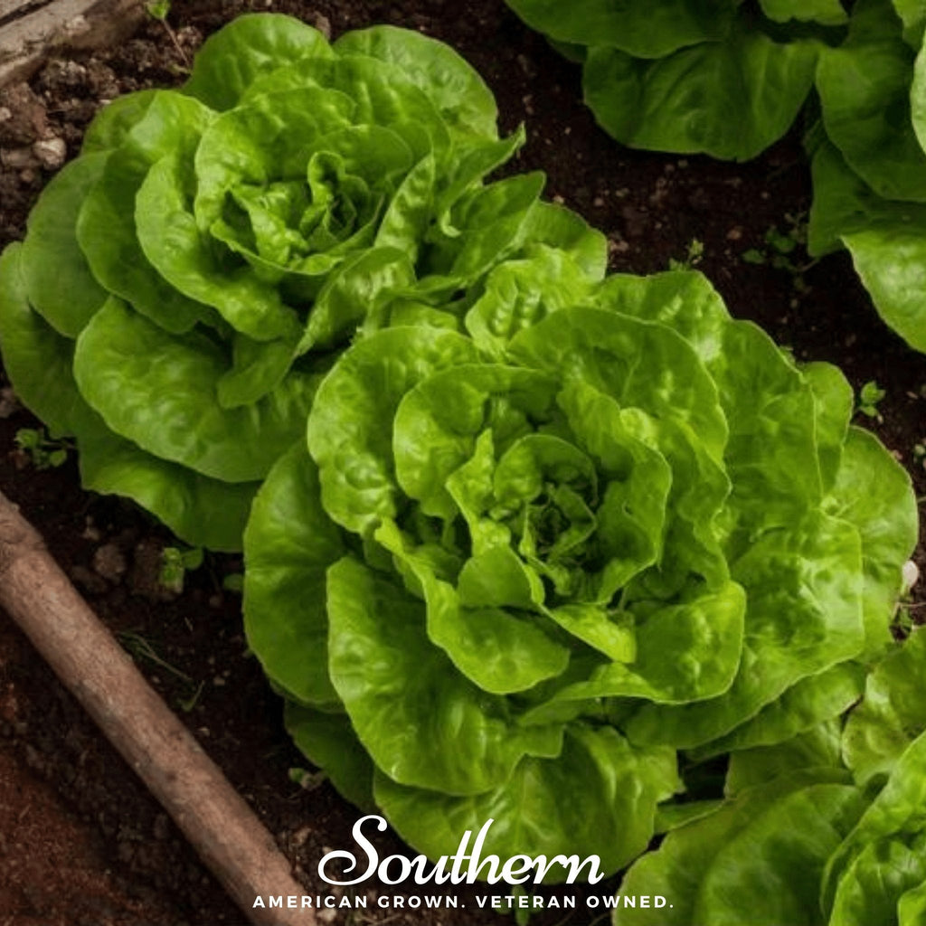 Bibb Summer Lettuce – 500 Seeds