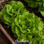 Bibb Summer Lettuce – 500 Seeds