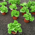Tom Thumb Butterhead Lettuce – 500 Seeds