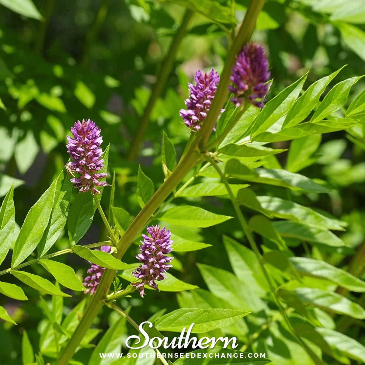 Licorice – 20 Seeds