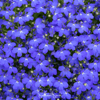 Blue Carpet Lobelia – 100 Seeds