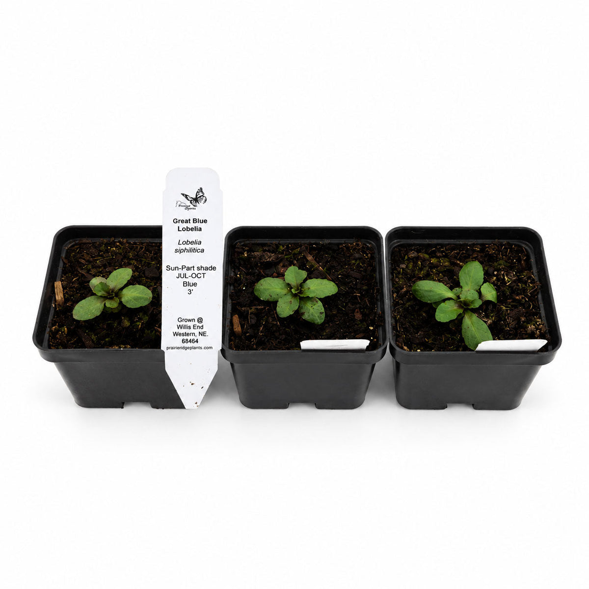 Rain Garden Live Plant Landscape Kit | Prairie Legacy Inc.