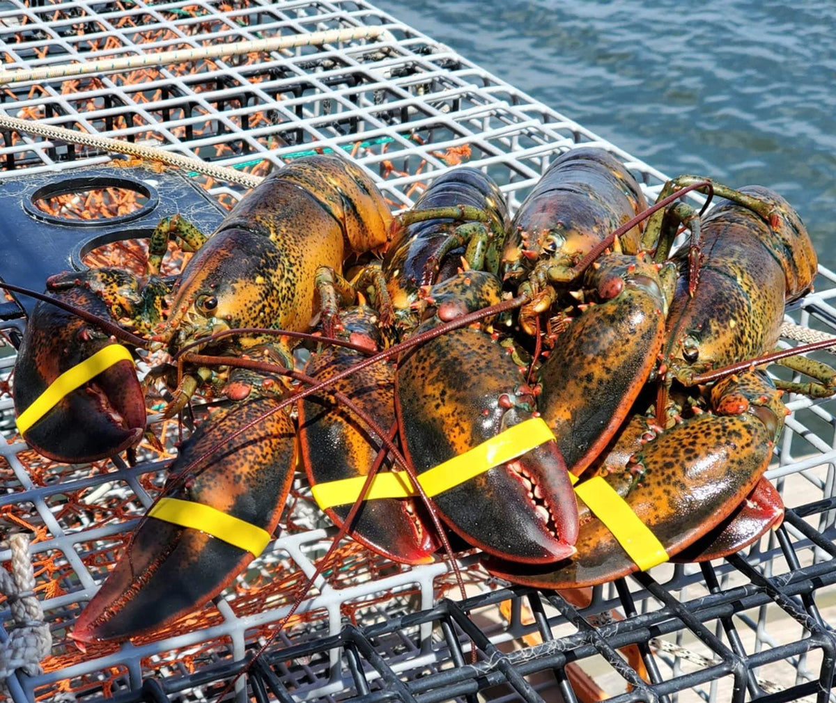 Live Maine Lobsters | Whole Lobster Packs