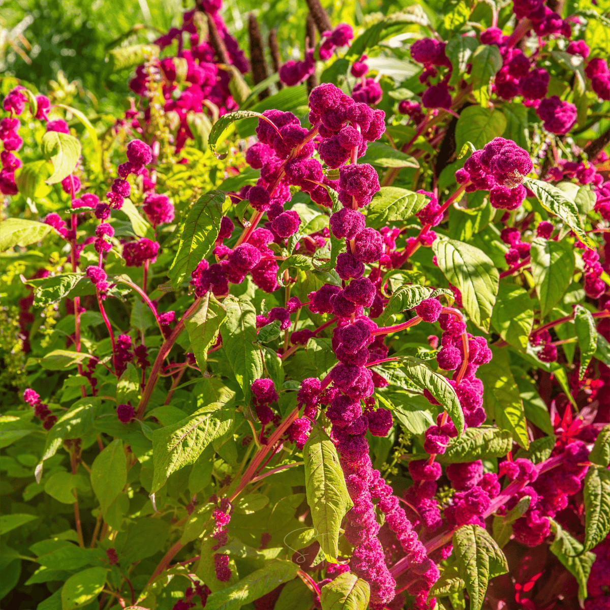 Love Lies Bleeding Amaranth – 250 Seeds