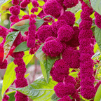 Love Lies Bleeding Amaranth – 250 Seeds