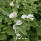 Marshmallow – 50 Seeds