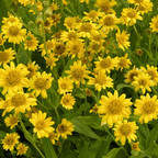 Meadow Arnica – 20 Seeds