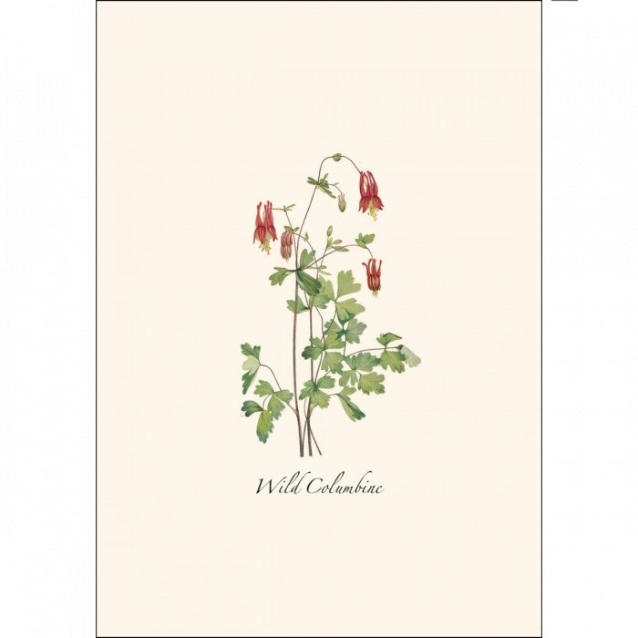 Meadow Wildflower Assortment Greeting Cards