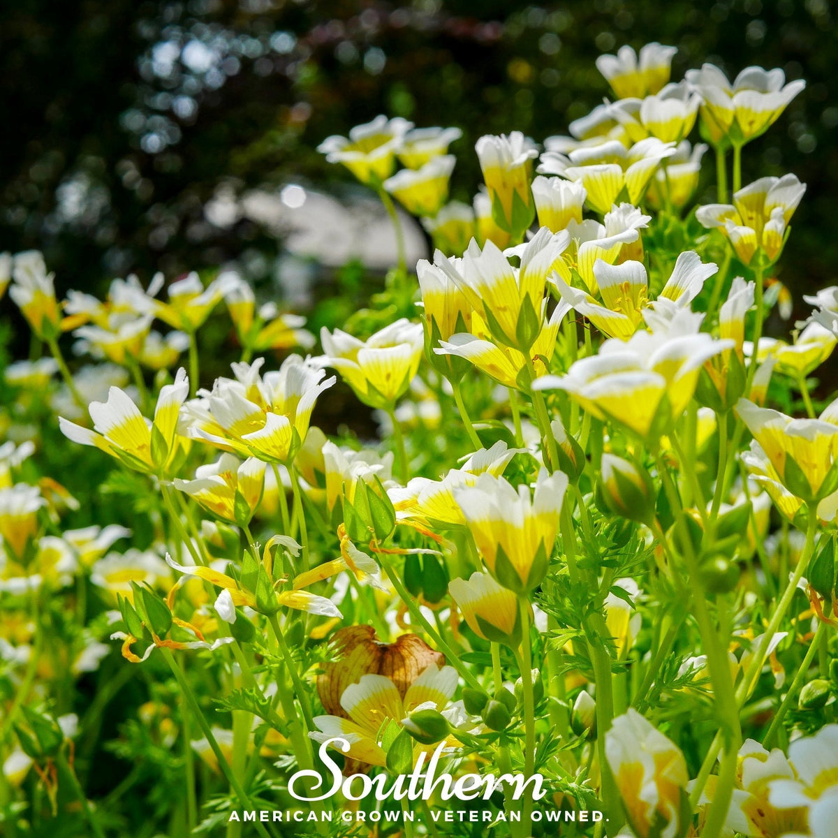 Meadowfoam (Poached Egg Plant) – 50 Seeds