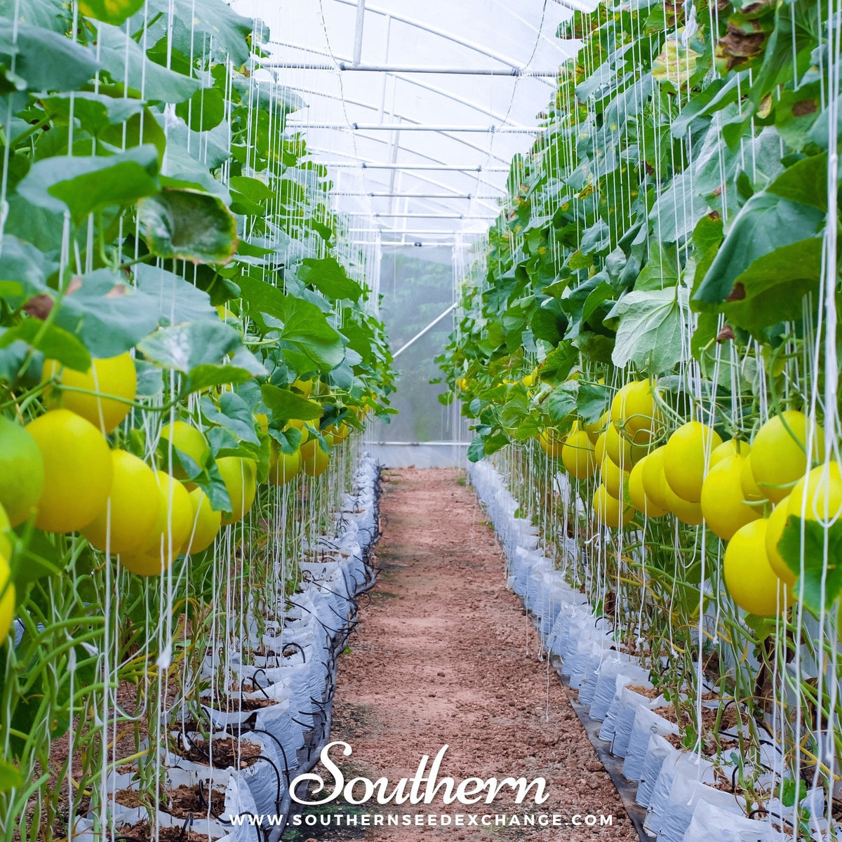 Canary Melon – 25 Seeds