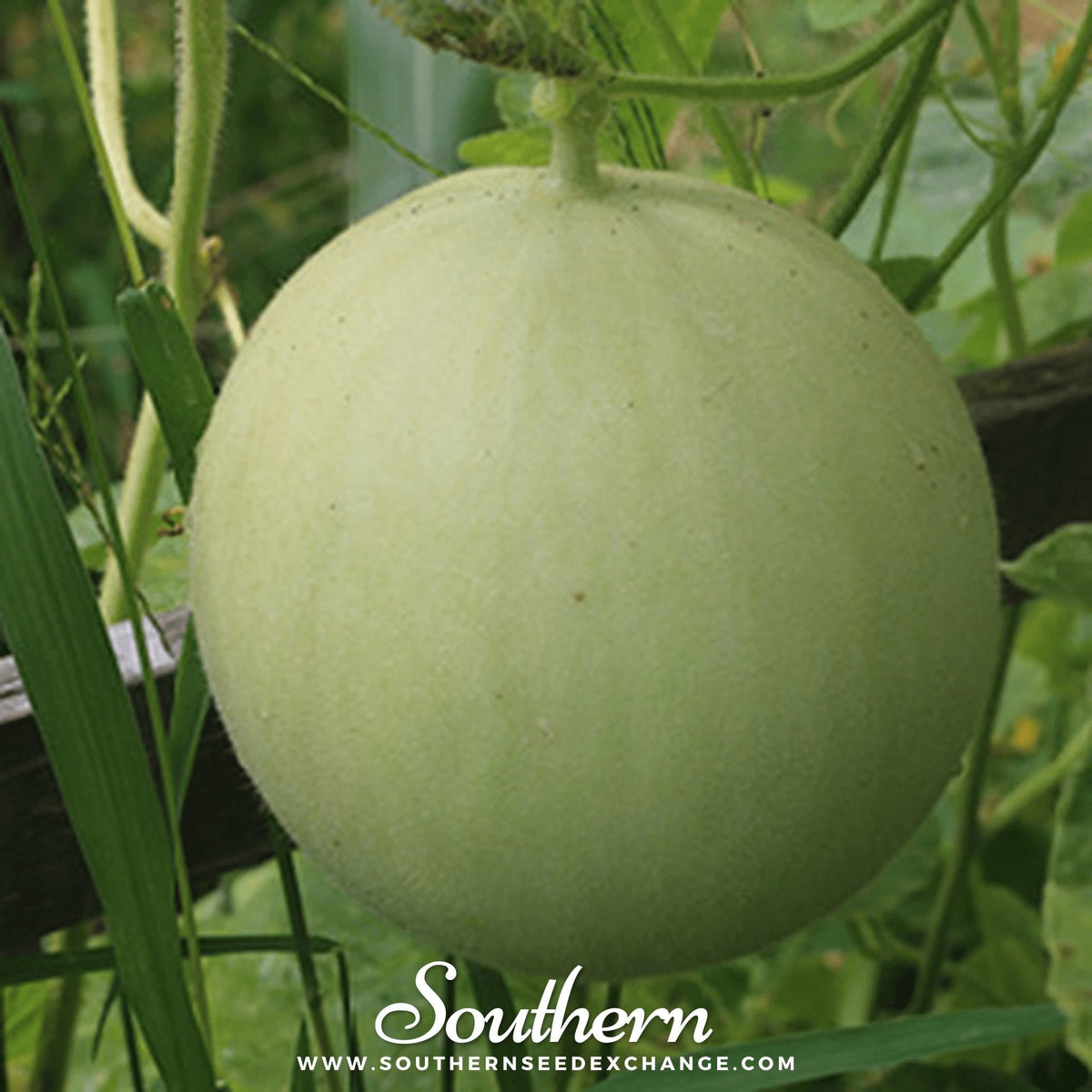 Green Flesh Honeydew Melon – 20 Seeds