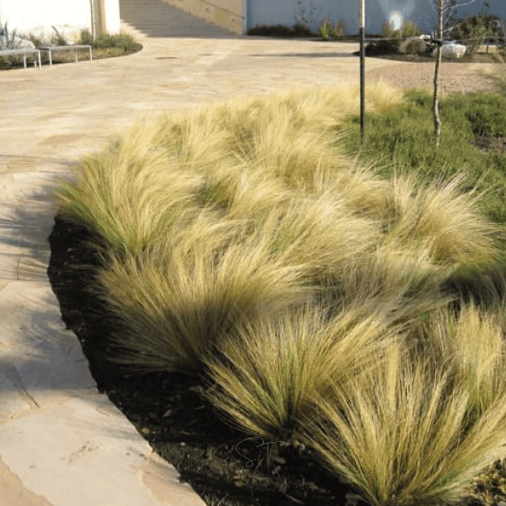 Mexican Feather Grass – 50 Seeds