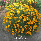 Mexican Mint, Mexican Tarragon – 50 Seeds