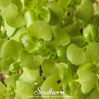 Basil Genovese Microgreen – 8 grams
