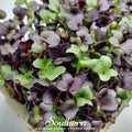 Confetti Radish Microgreen – 10 grams