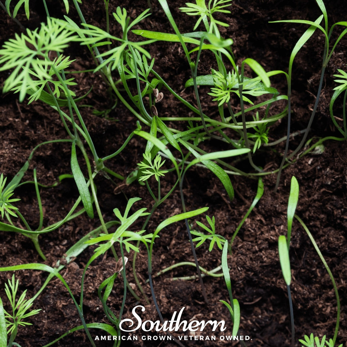 Dill Microgreen – 8 grams