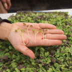 Southern Spice Mix Microgreens – 8 grams