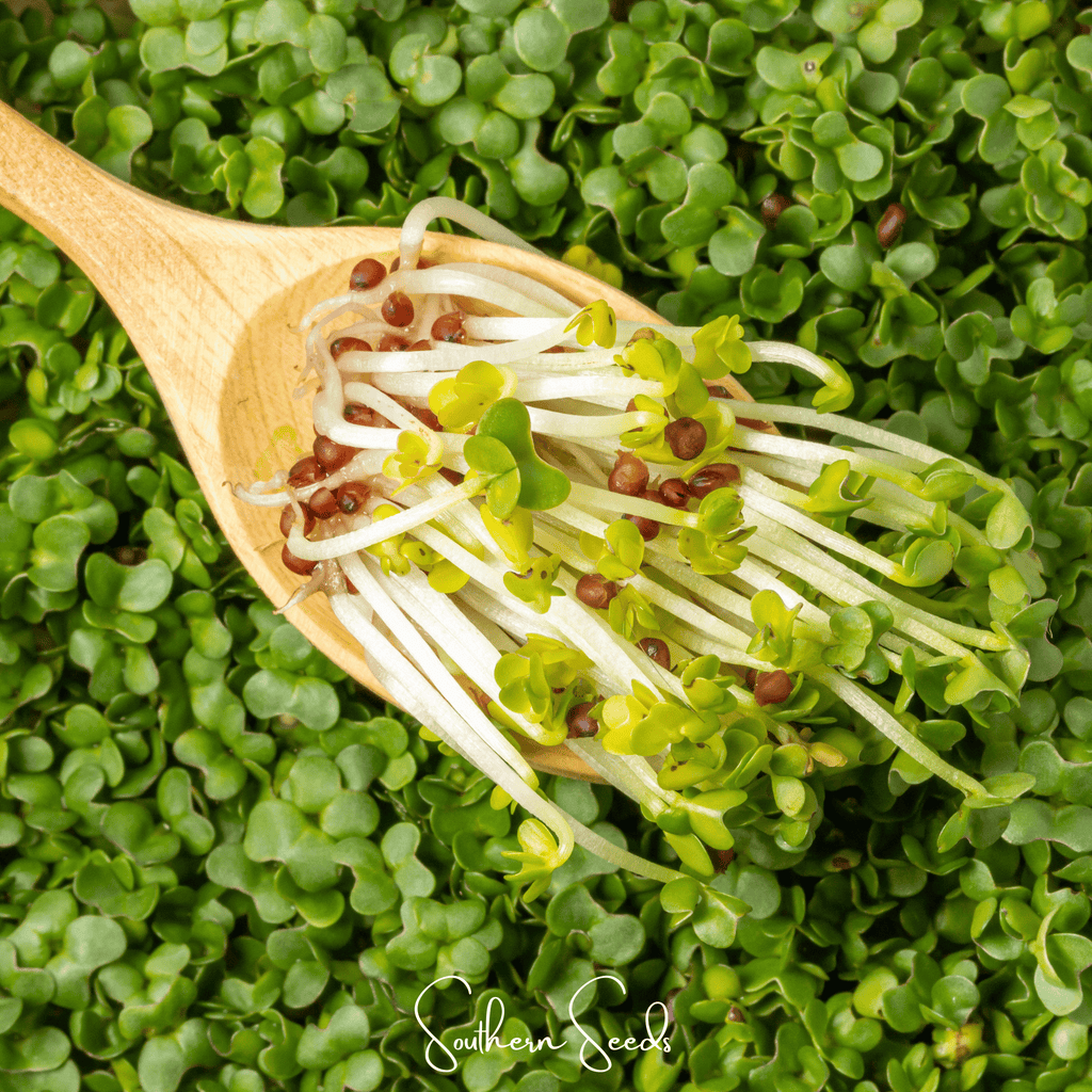 Wasabi Spicy Mustard Microgreen – 10 grams