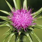 Milk Thistle – 20 Seeds