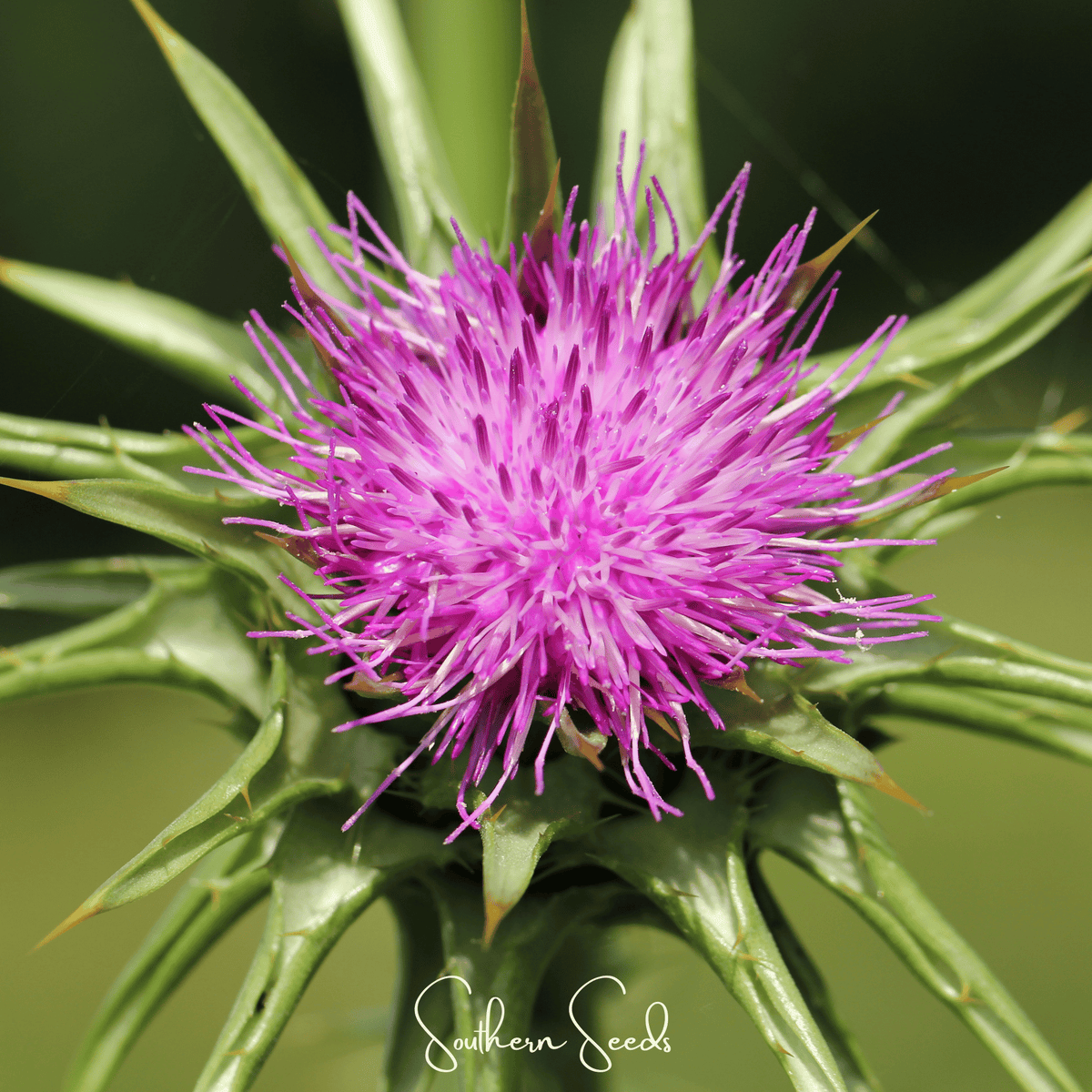 Milk Thistle – 20 Seeds