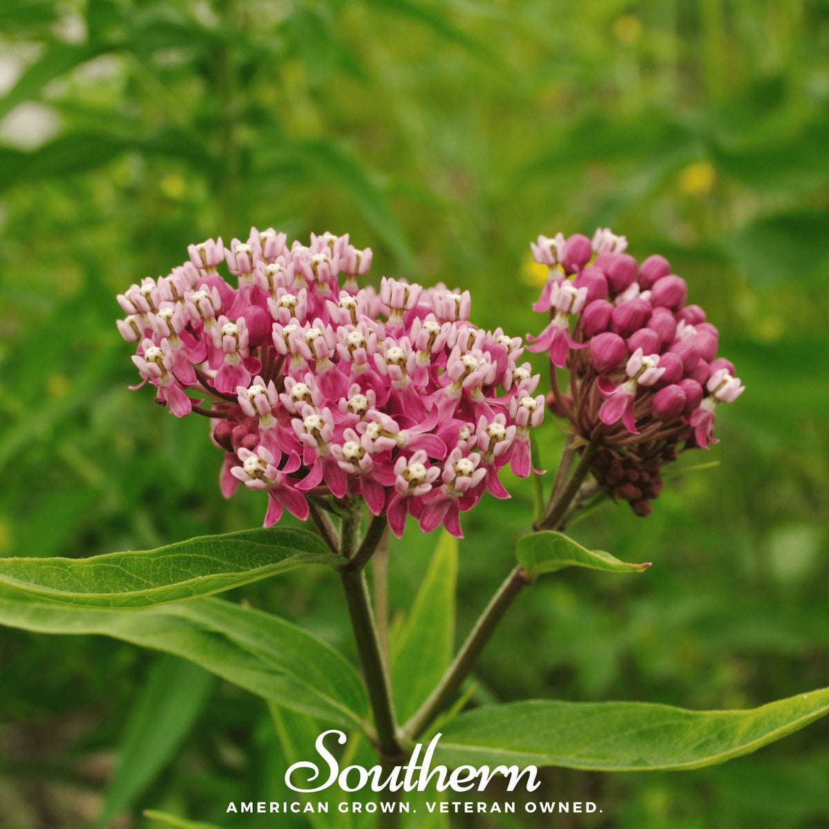 Swamp Milkweed – 50 Seeds