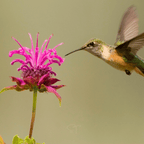 Monarda Bee Balm Mix – 20 Seeds