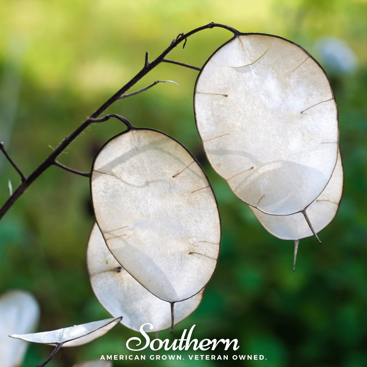 Money Plant – 20 Seeds