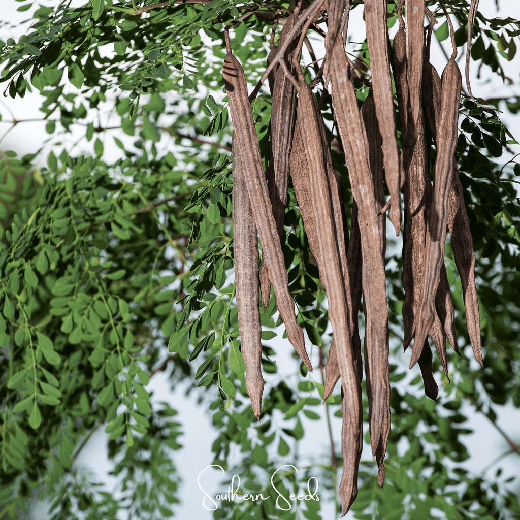Moringa – 10 Seeds